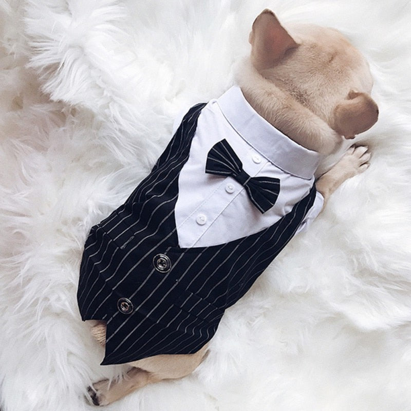 Dog Suit with Bowtie