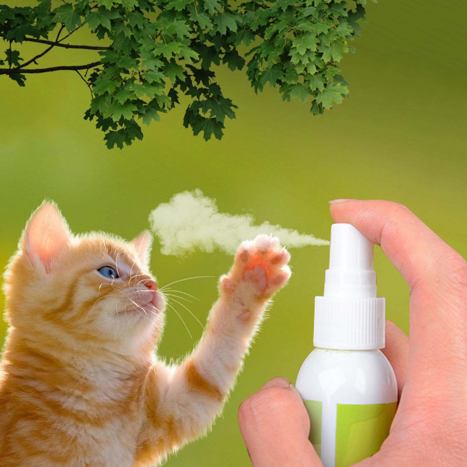 Catnip spray for Cats
