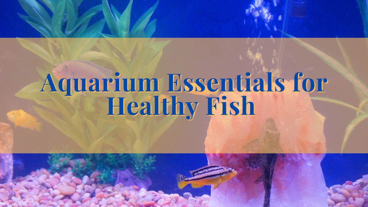 Fish Aquarium Essentials for Healthy Fish – prettypetparadise.com
