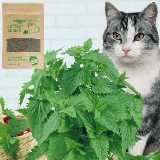 Organic 100% Natural Cat Catnip Grass