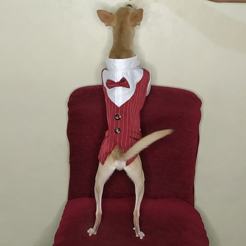 Gentleman Dog Tuxedo