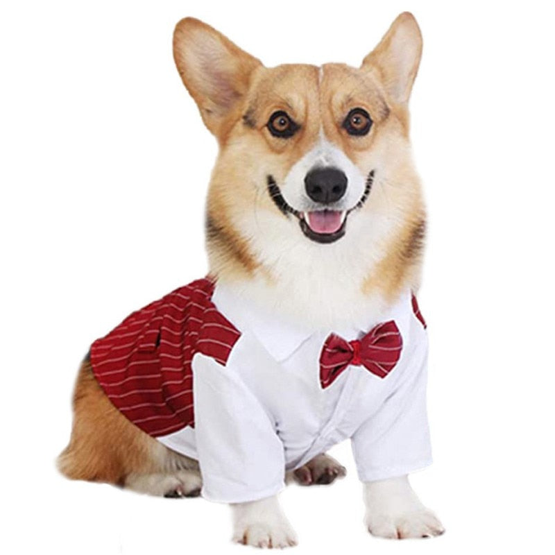 Dog Suit with Bowtie