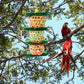 Bird Toys For Large And Small Birds